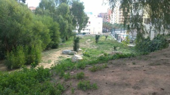 rue Albahaca