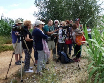 Observation d'oiseaux