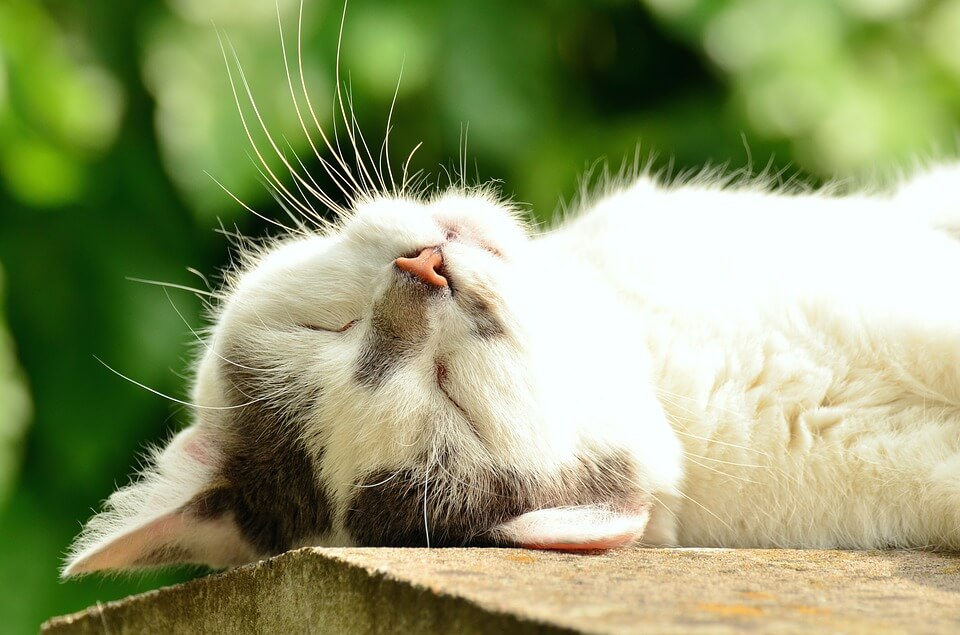 Chat lézardant au soleil Chat lézardant au soleil - Expressions Animaux